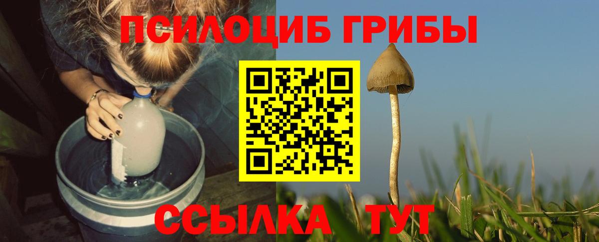 Псилоцибиновые грибы Psilocybine cubensis Усть-Джегута